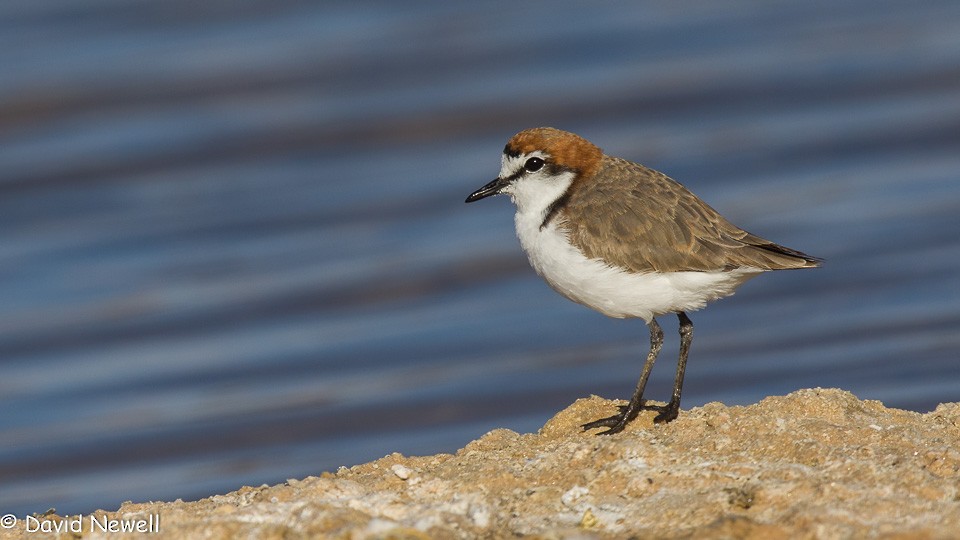 Red-capped Plover - David Newell
