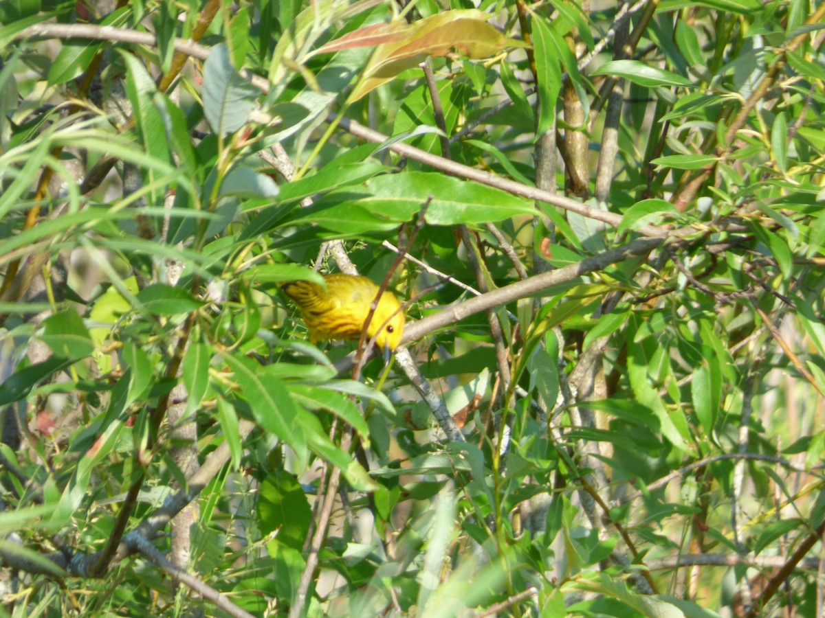 Yellow Warbler - Bill Crins