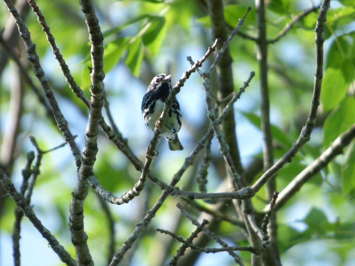 Black-and-white Warbler - Bill Crins