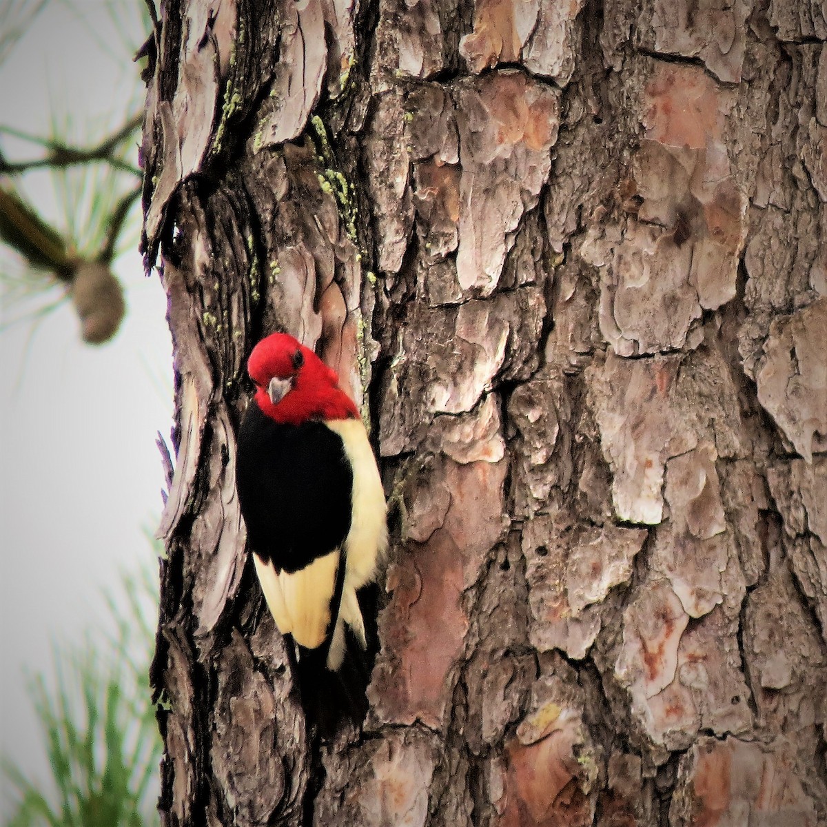 Red-headed Woodpecker - Cheryl J Jacobson
