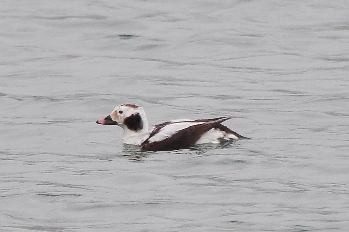 Long-tailed Duck - Tom Crabtree