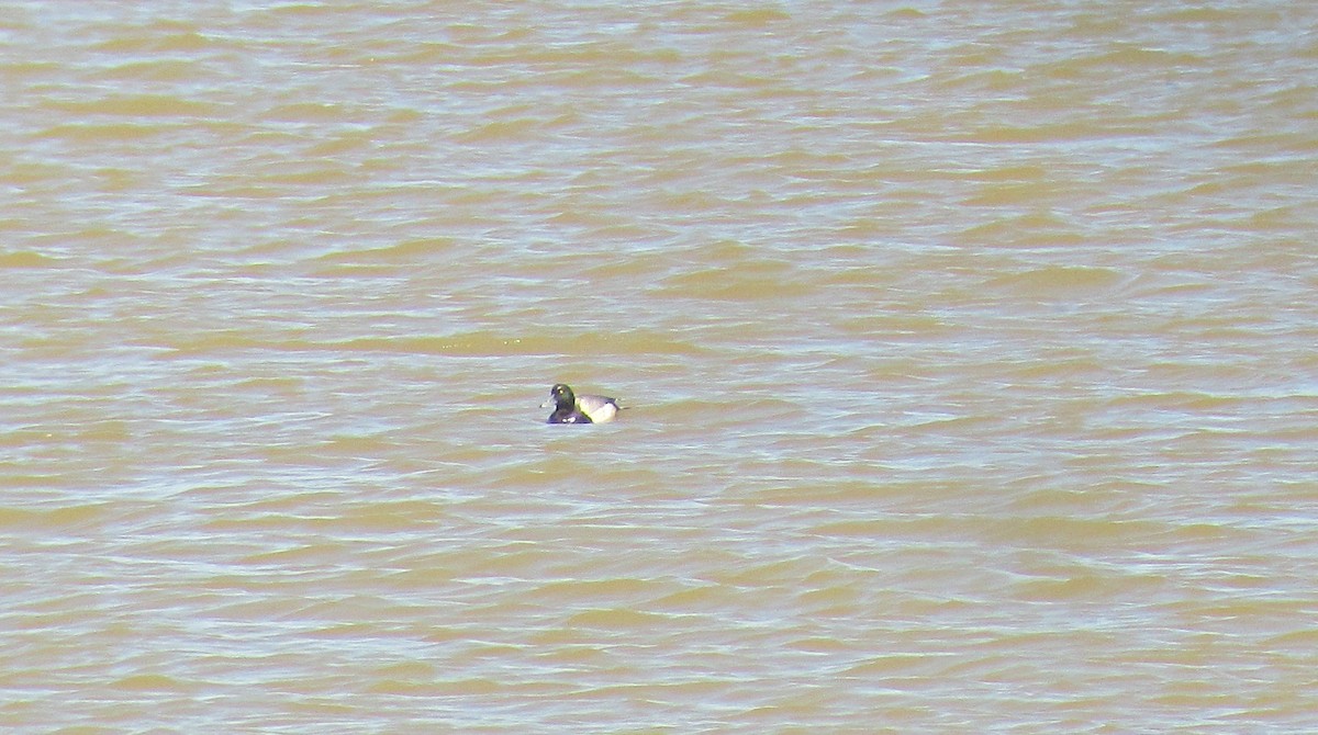 Greater Scaup - ML109294101
