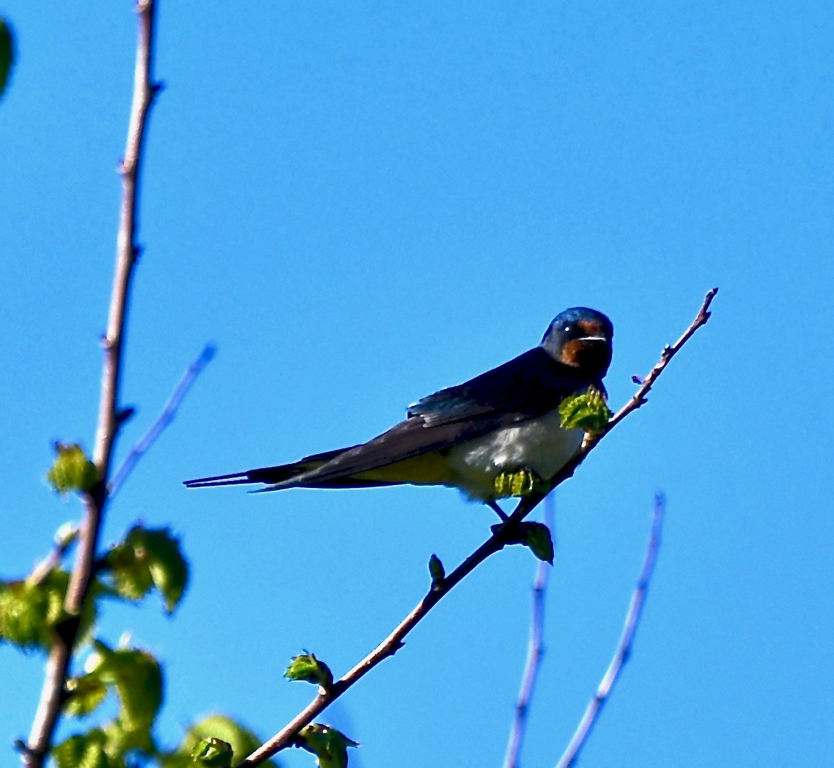 Barn Swallow (White-bellied) - ML109298351