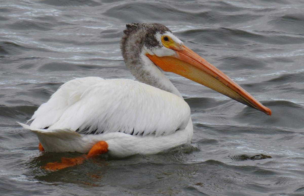 American White Pelican - Richard Klauke
