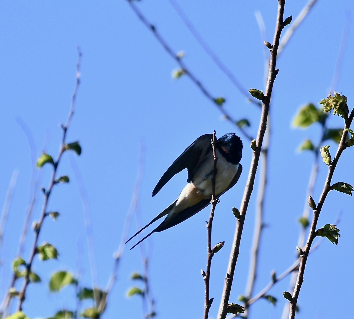Barn Swallow (White-bellied) - ML109298631