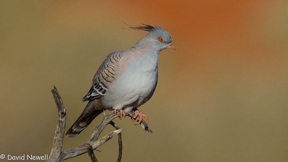 Crested Pigeon - ML109299801