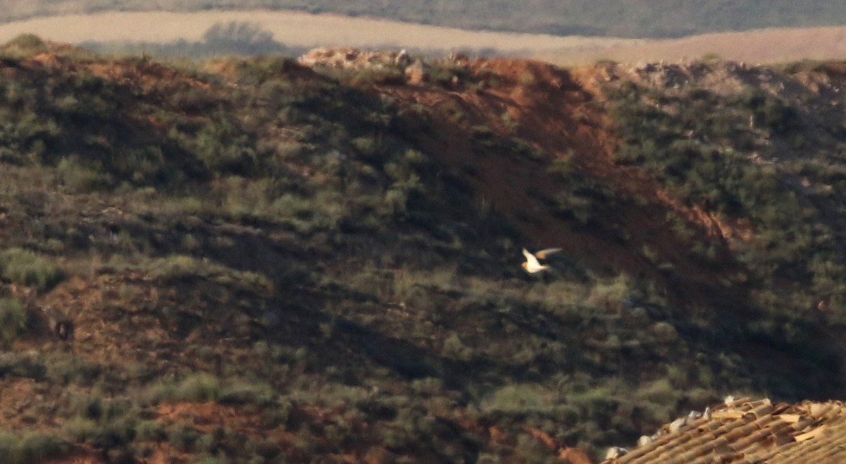 Pin-tailed Sandgrouse (Iberian) - ML109302001