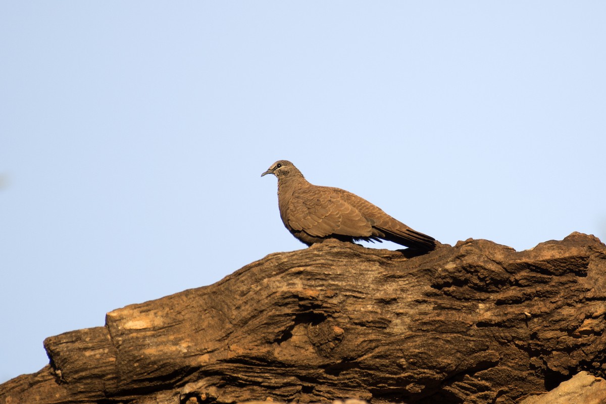 White-quilled Rock-Pigeon - David King