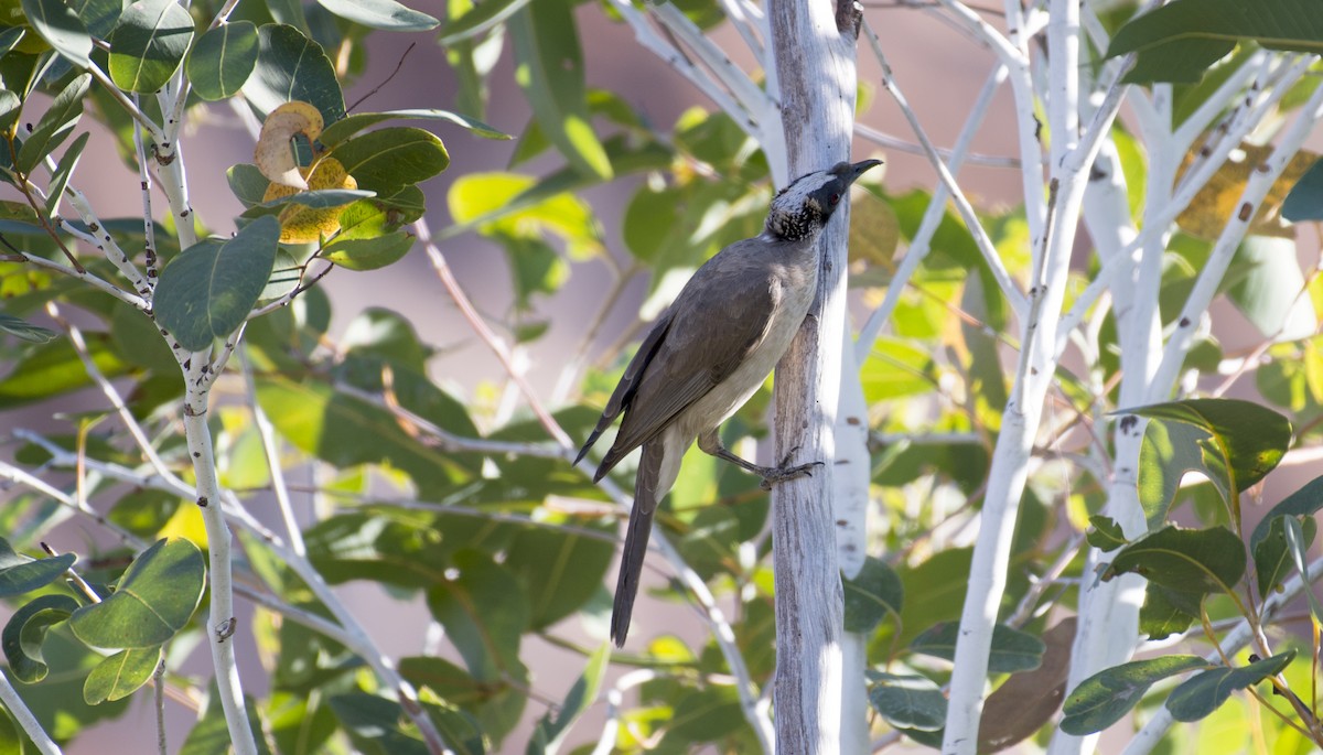 Silver-crowned Friarbird - ML109302841