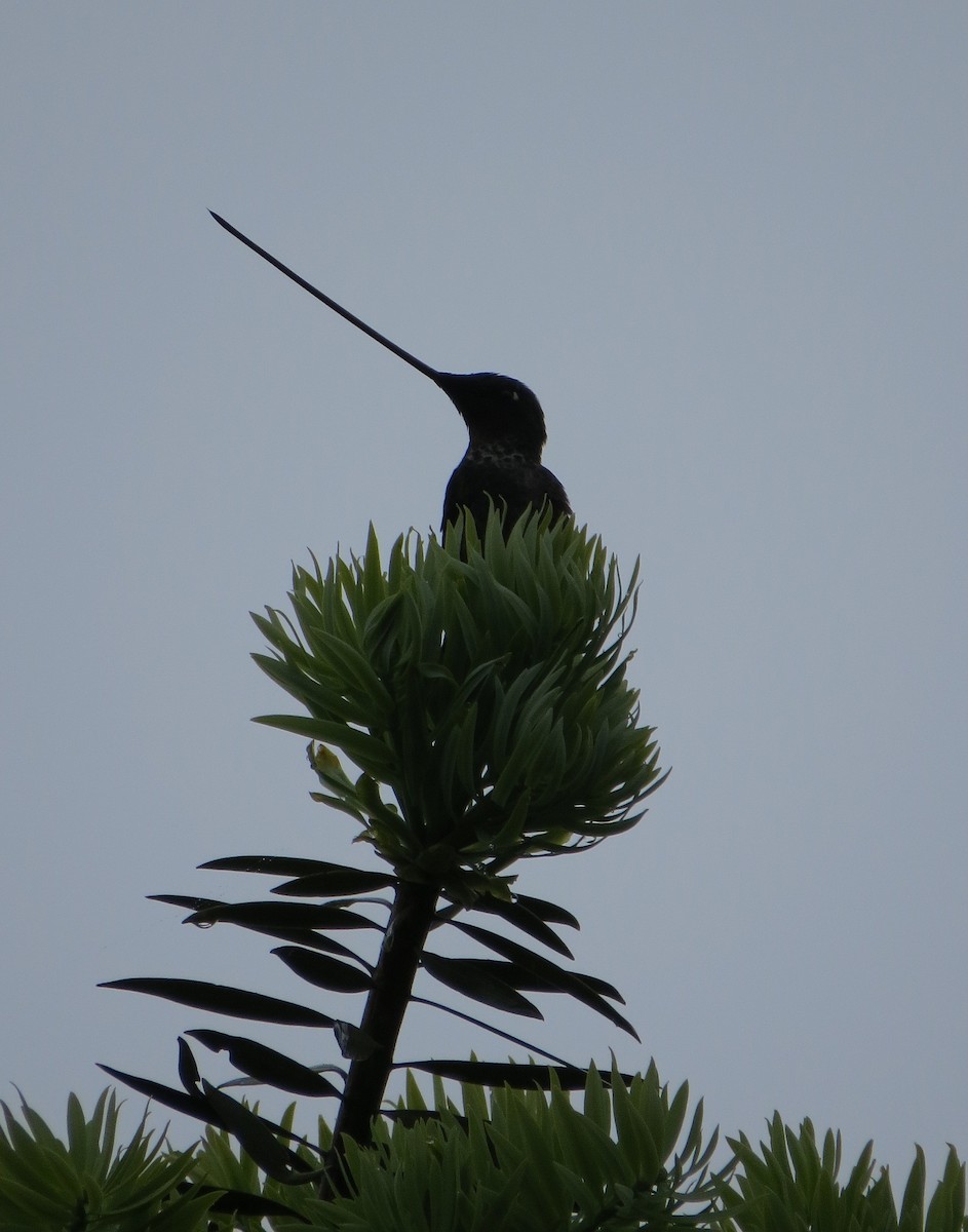 Sword-billed Hummingbird - Nick Bayly (SELVA)