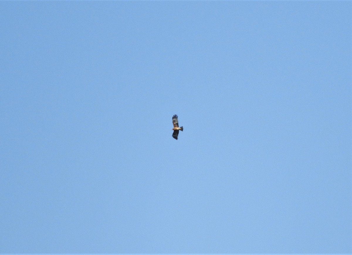 Square-tailed Kite - Andrew Naumann