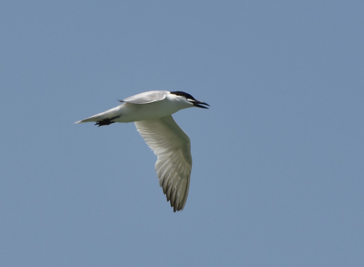 Gull-billed Tern - Mauricio López