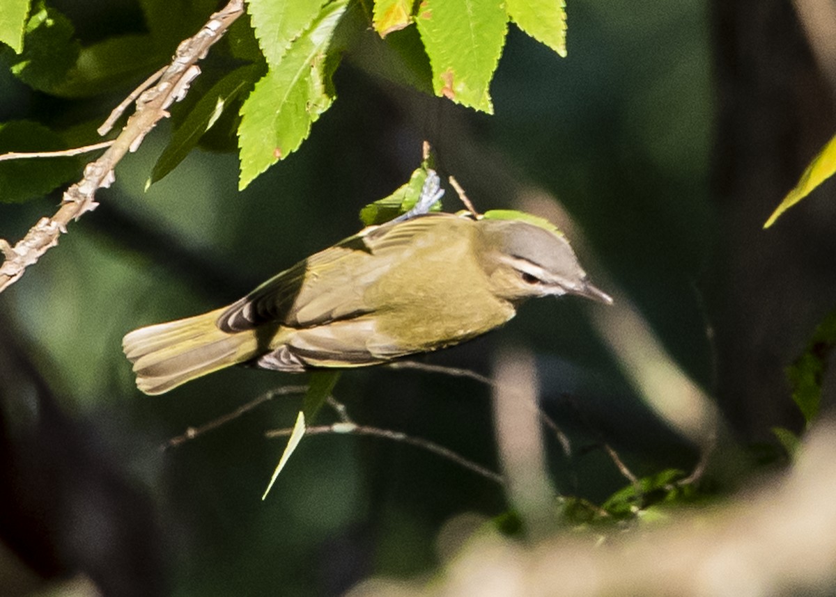 Red-eyed Vireo - Michael Linz