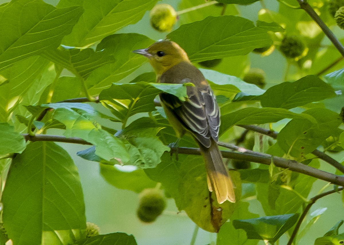 Orchard Oriole - Michael Linz