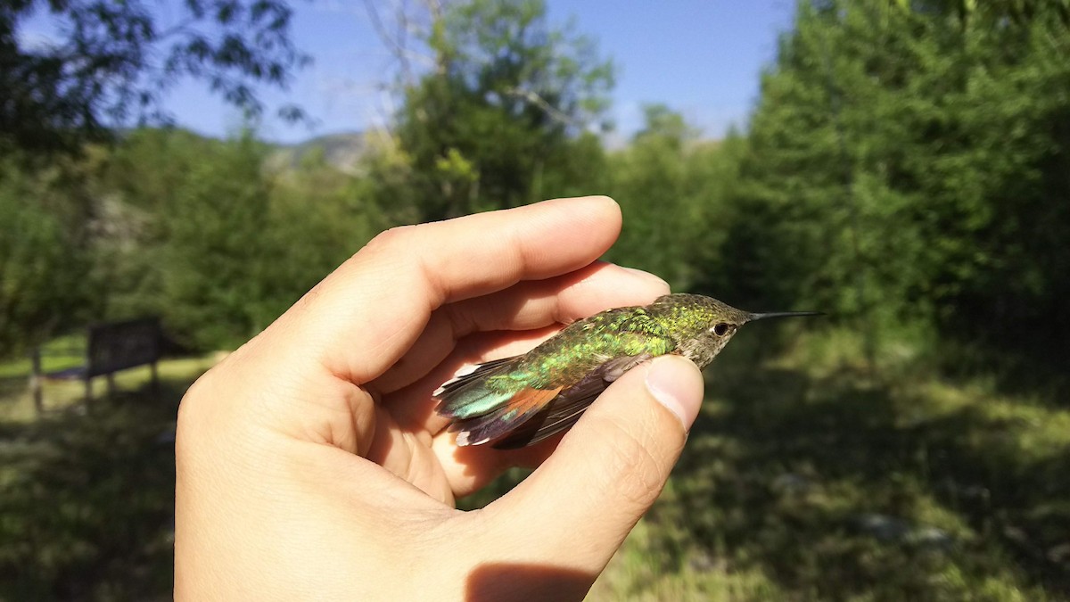 Rufous Hummingbird - ML109321241
