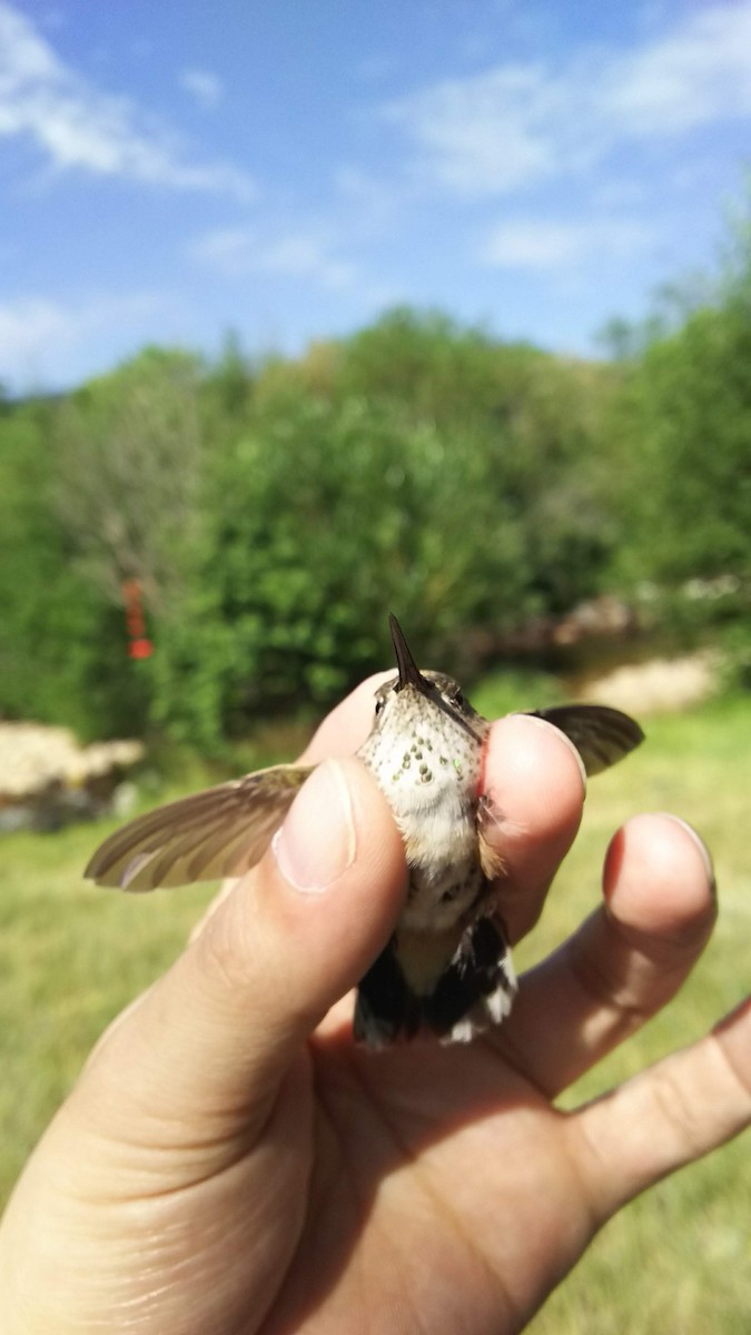 Calliope Hummingbird - ML109321291