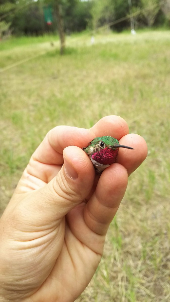 Broad-tailed Hummingbird - ML109323031
