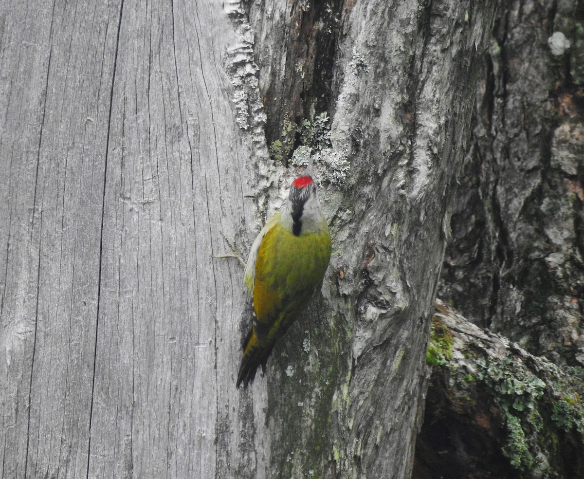 Gray-headed Woodpecker (Black-naped) - ML109323331