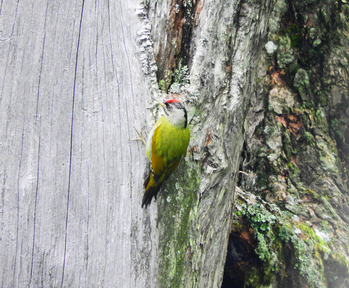 Gray-headed Woodpecker (Black-naped) - ML109323341