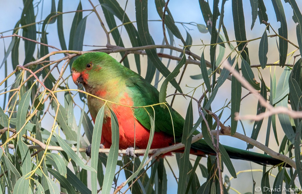 Australian King-Parrot - David Adam