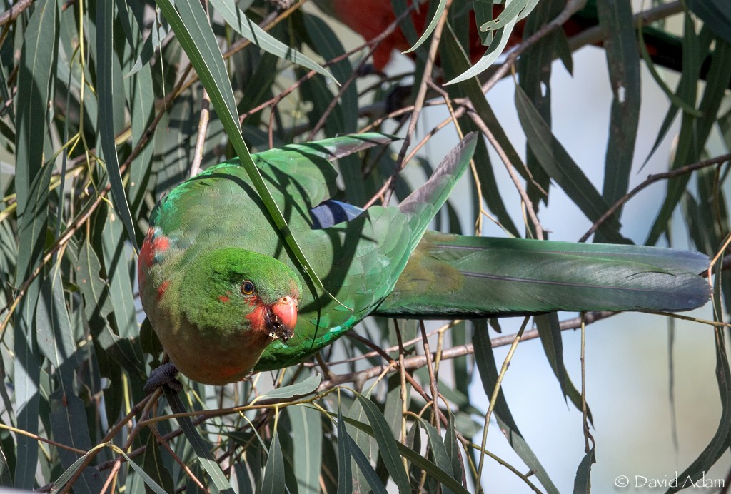 Australian King-Parrot - David Adam
