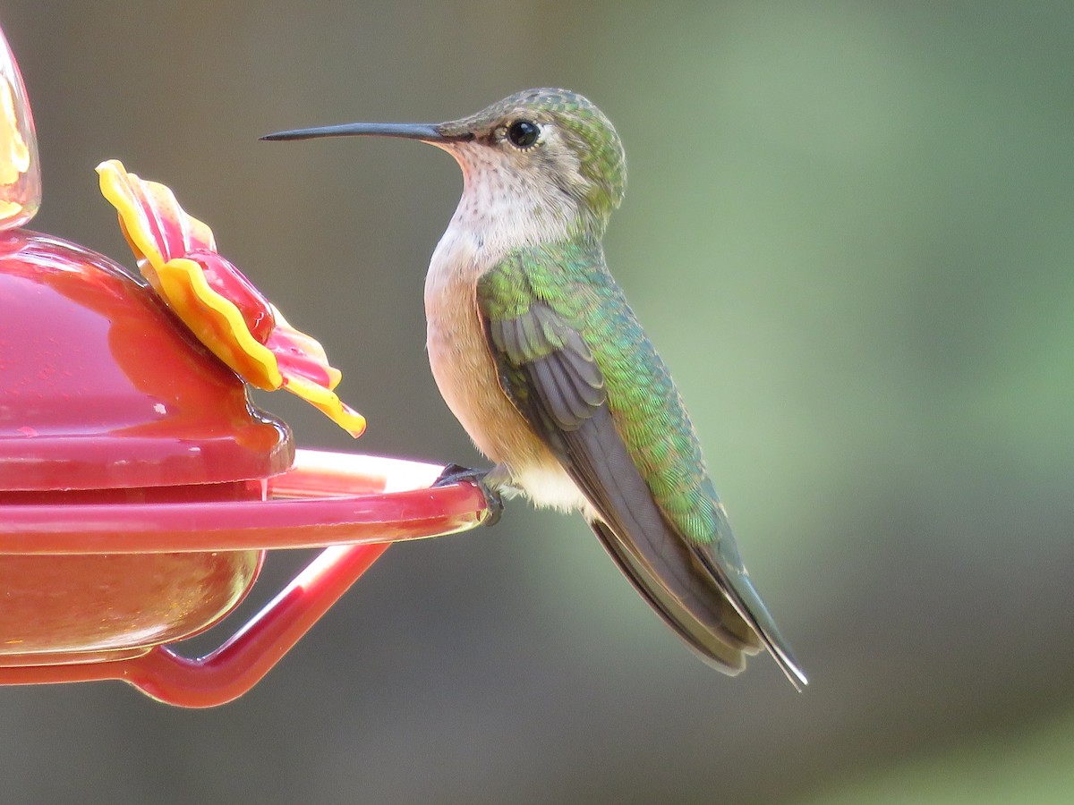 Broad-tailed Hummingbird - Mark A. Brogie