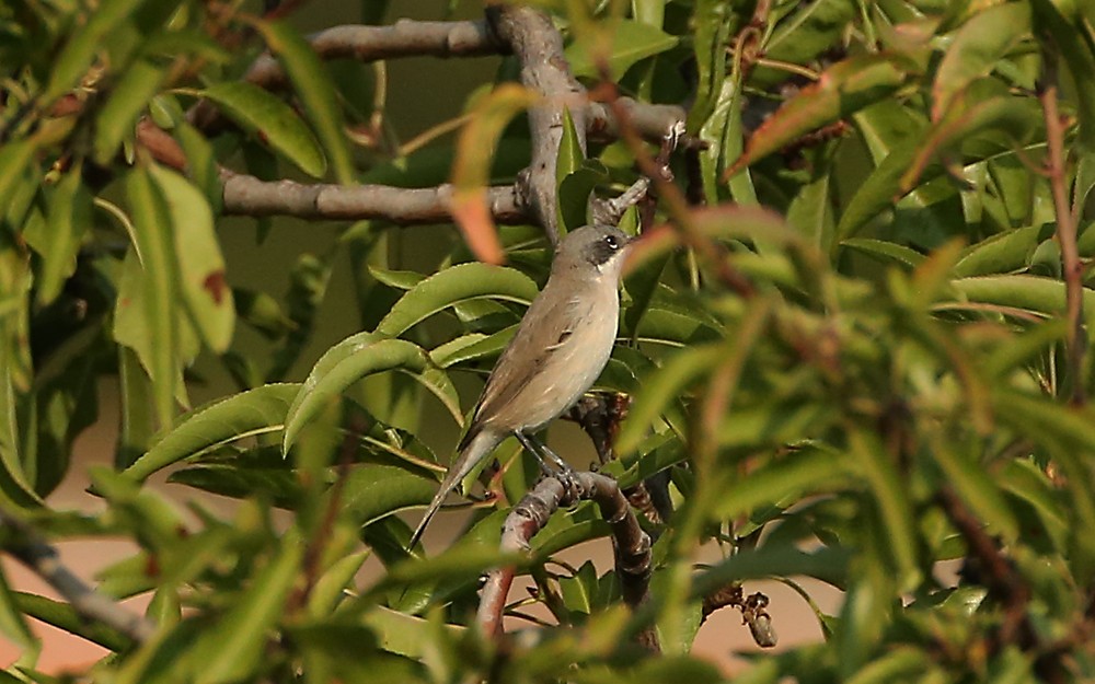 Lesser Whitethroat (Lesser) - Michael Walther