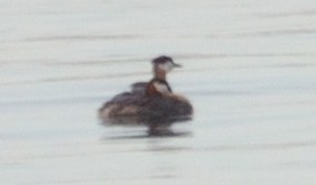 Red-necked Grebe - ML109330211