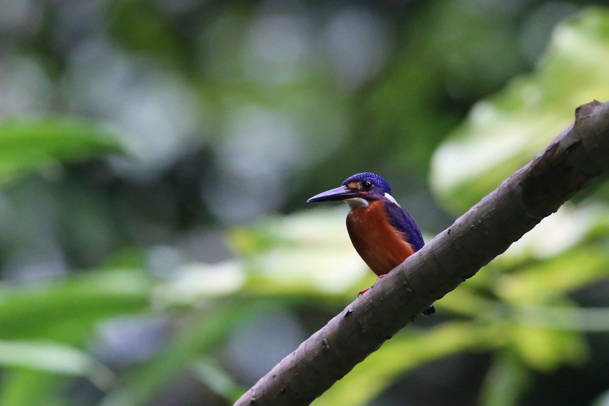 Blue-eared Kingfisher - ML109331541