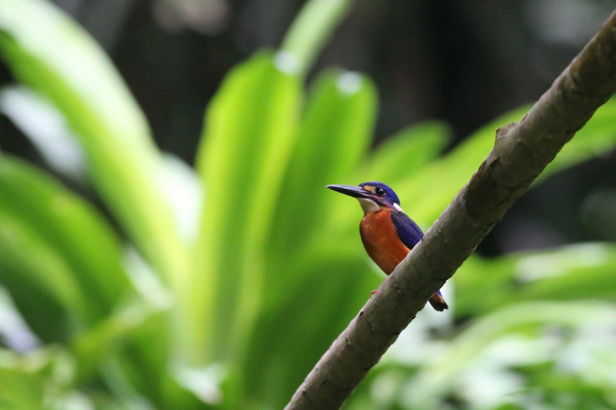 Blue-eared Kingfisher - ML109331551