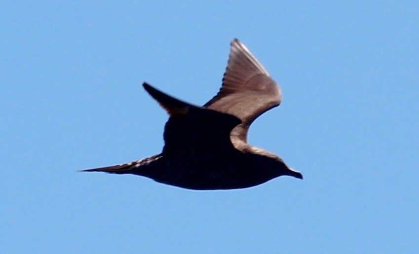 Long-tailed Jaeger - ML109333421