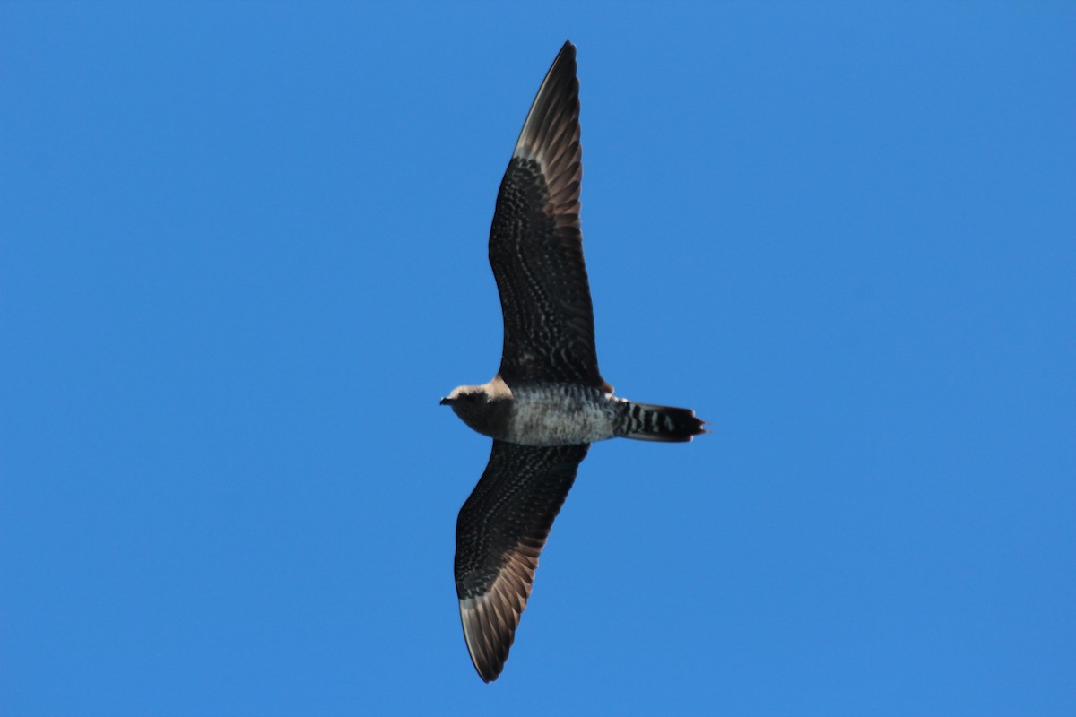 Long-tailed Jaeger - ML109333461