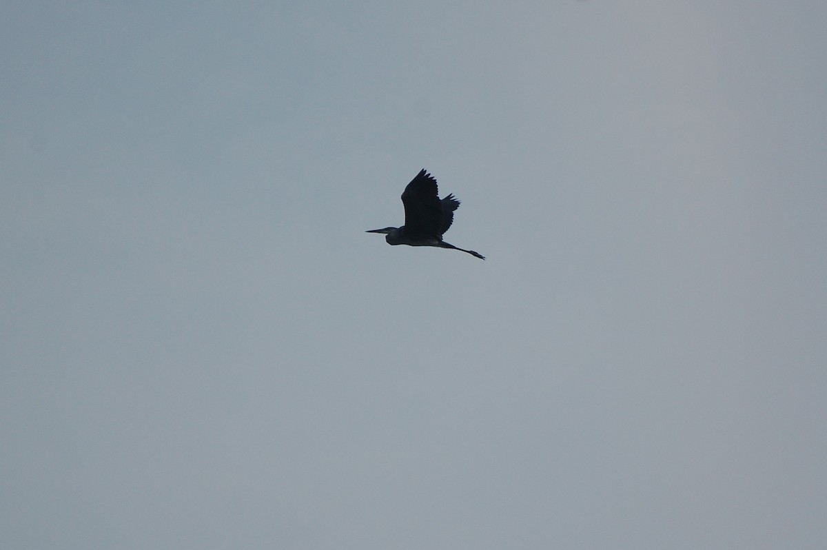 Great Blue Heron - irina shulgina