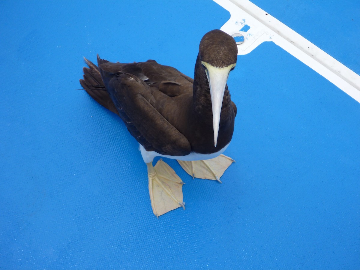 Brown Booby - ML109335111