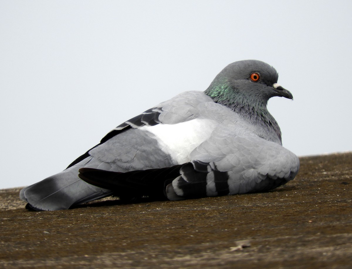 Rock Pigeon - Manju Sinha