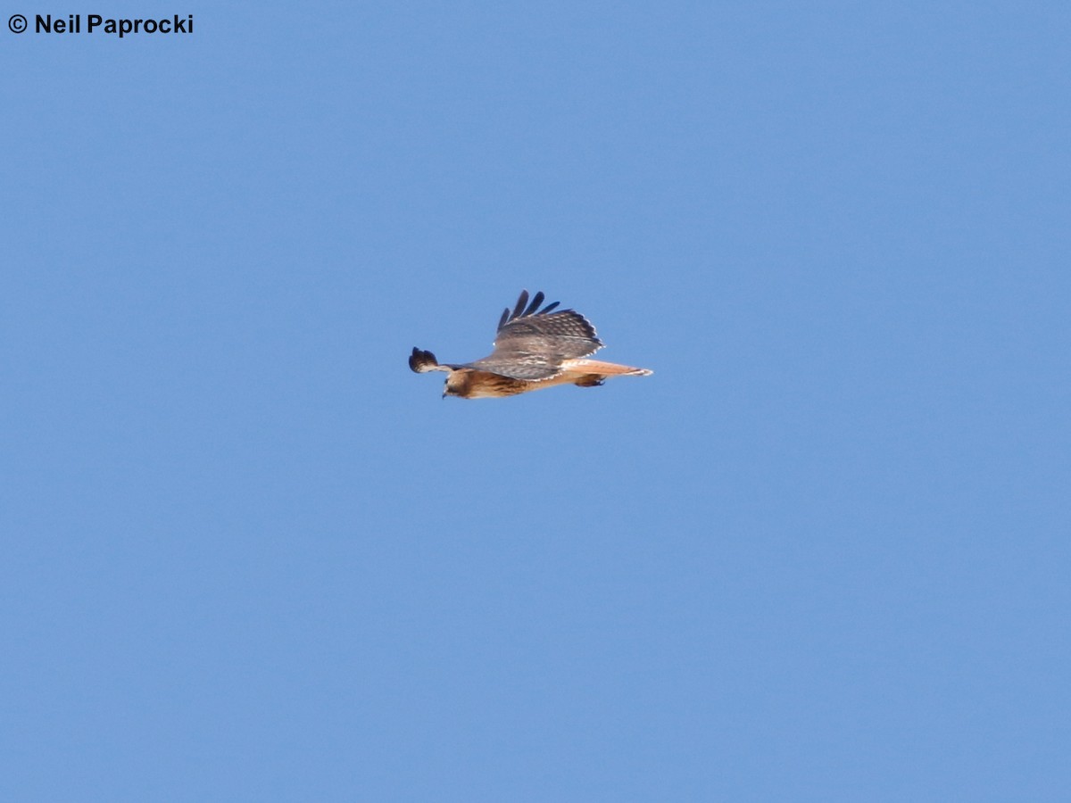 Red-tailed Hawk (calurus/alascensis) - Neil Paprocki