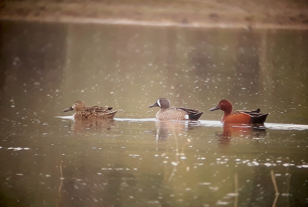 Blue-winged Teal - ML109340131