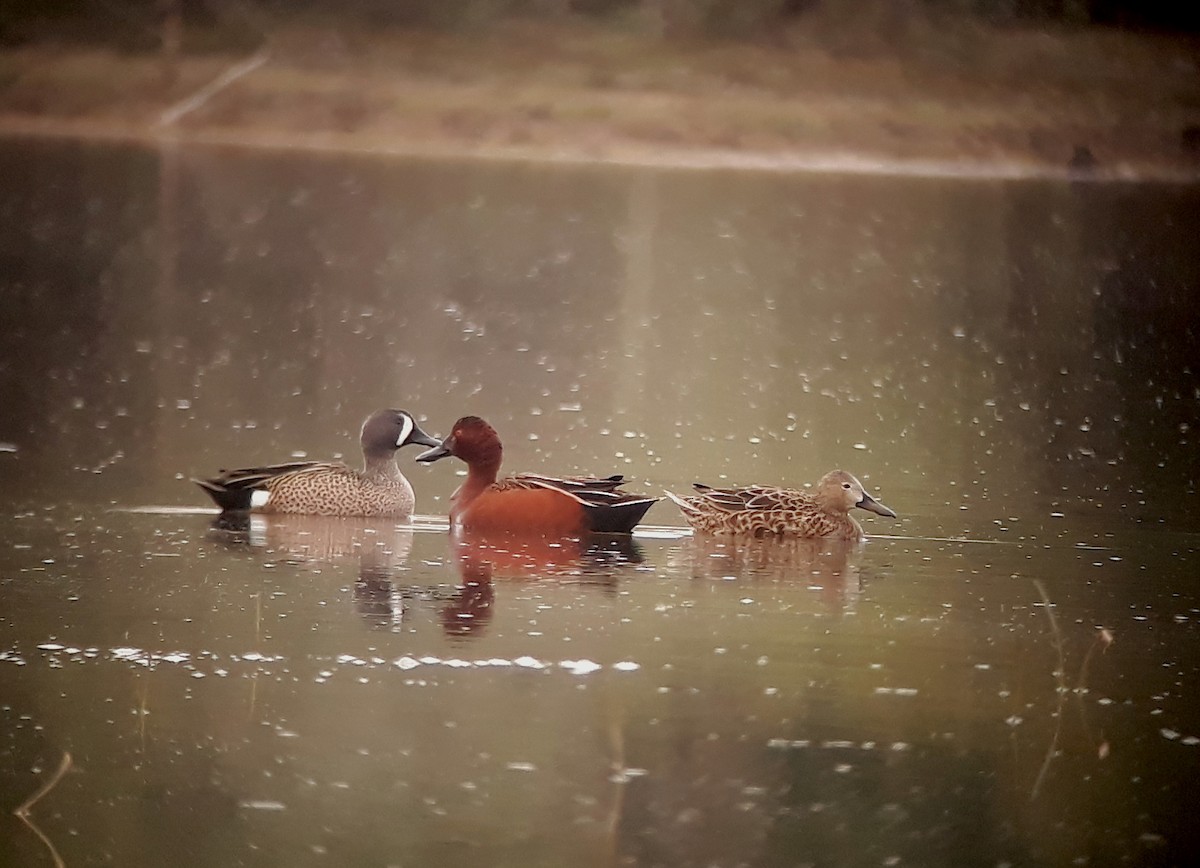 Blue-winged Teal - ML109340171