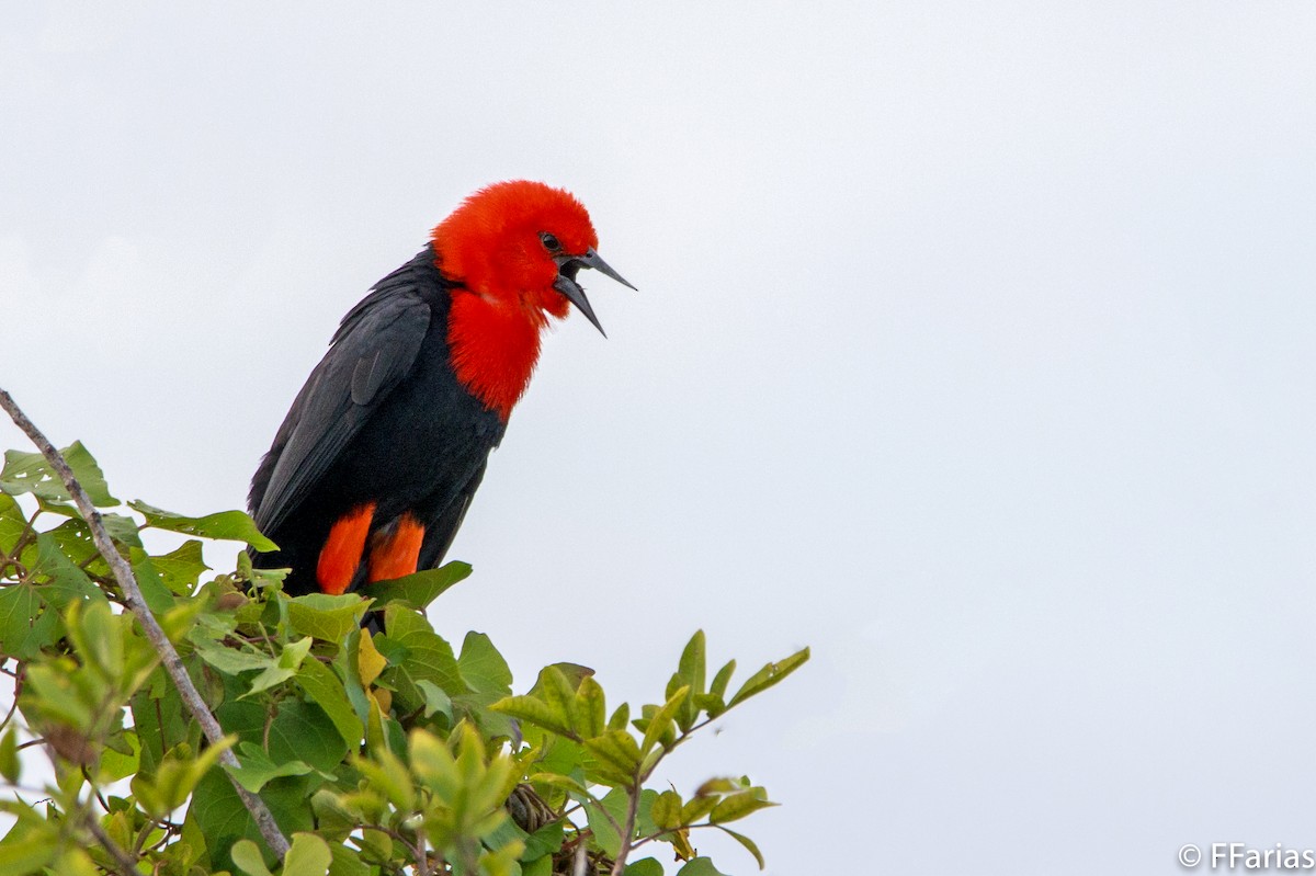 Scarlet-headed Blackbird - Fernando Farias