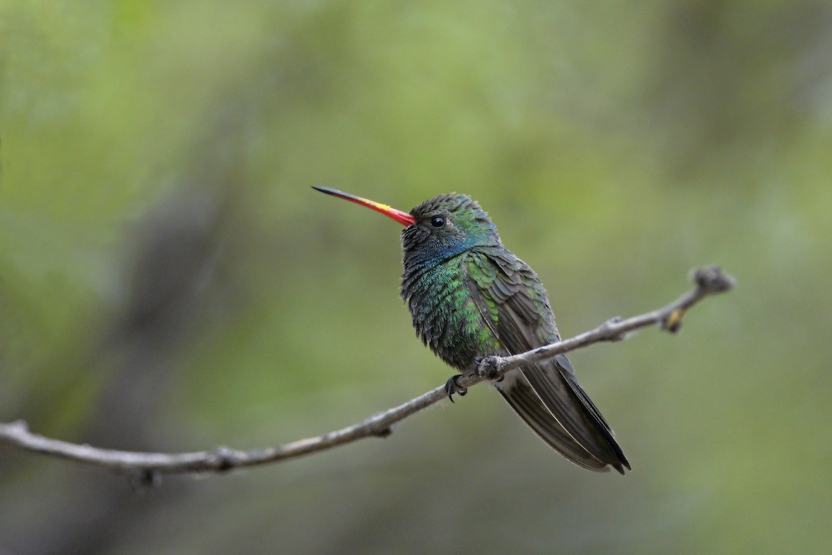Broad-billed Hummingbird - Daniel Irons