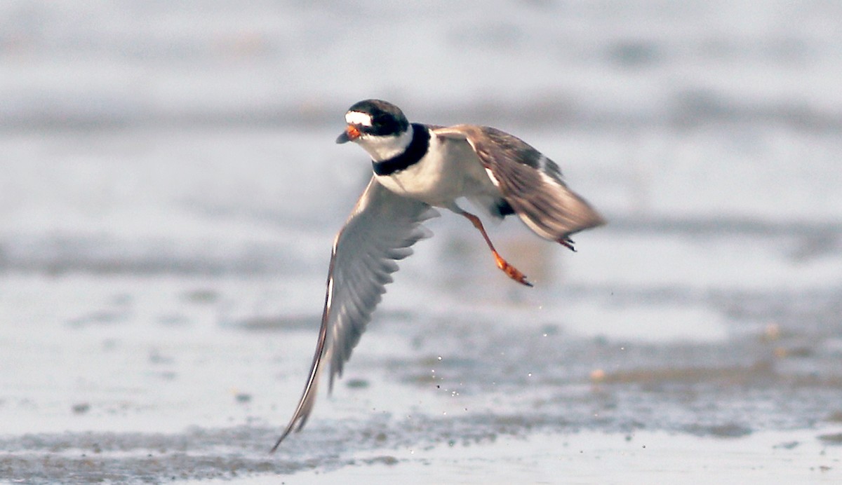 Semipalmated Plover - ML109341141