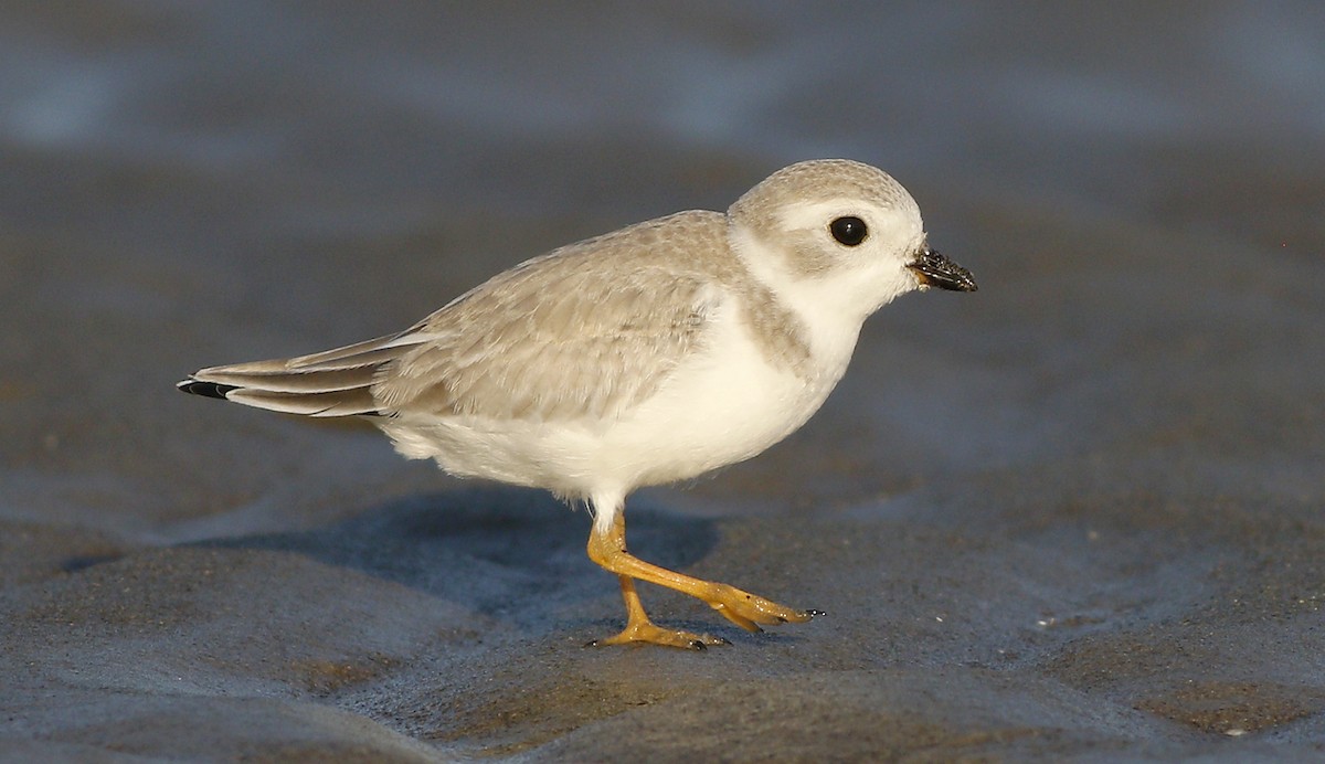 Piping Plover - ML109341151