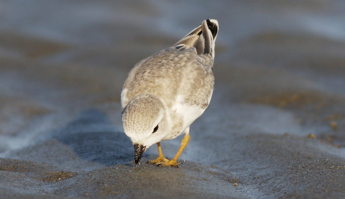 Piping Plover - ML109341161