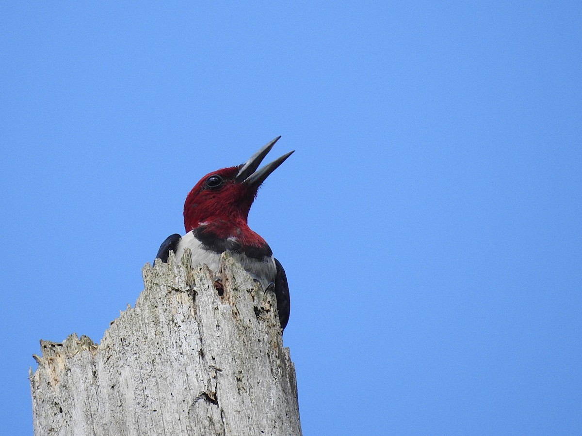 Red-headed Woodpecker - Debbi Senechal