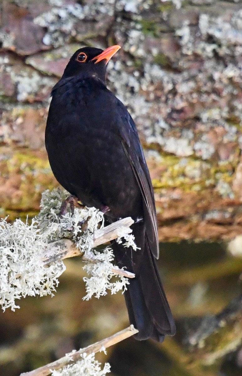 Eurasian Blackbird - Susan Mac