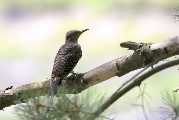 Northern Flicker - Vickie Baily