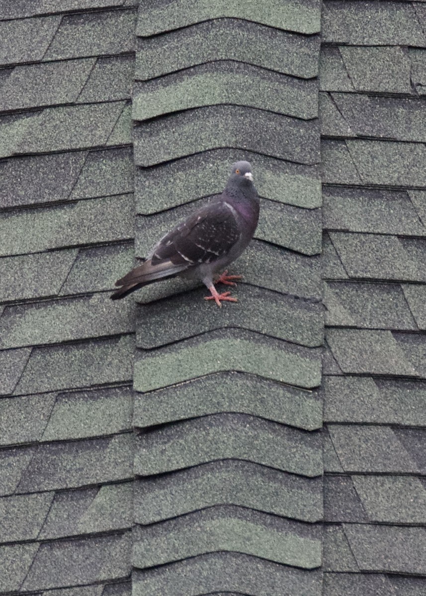 Rock Pigeon (Feral Pigeon) - ML109350721