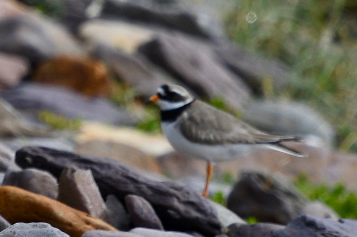 Common Ringed Plover - Susan Mac