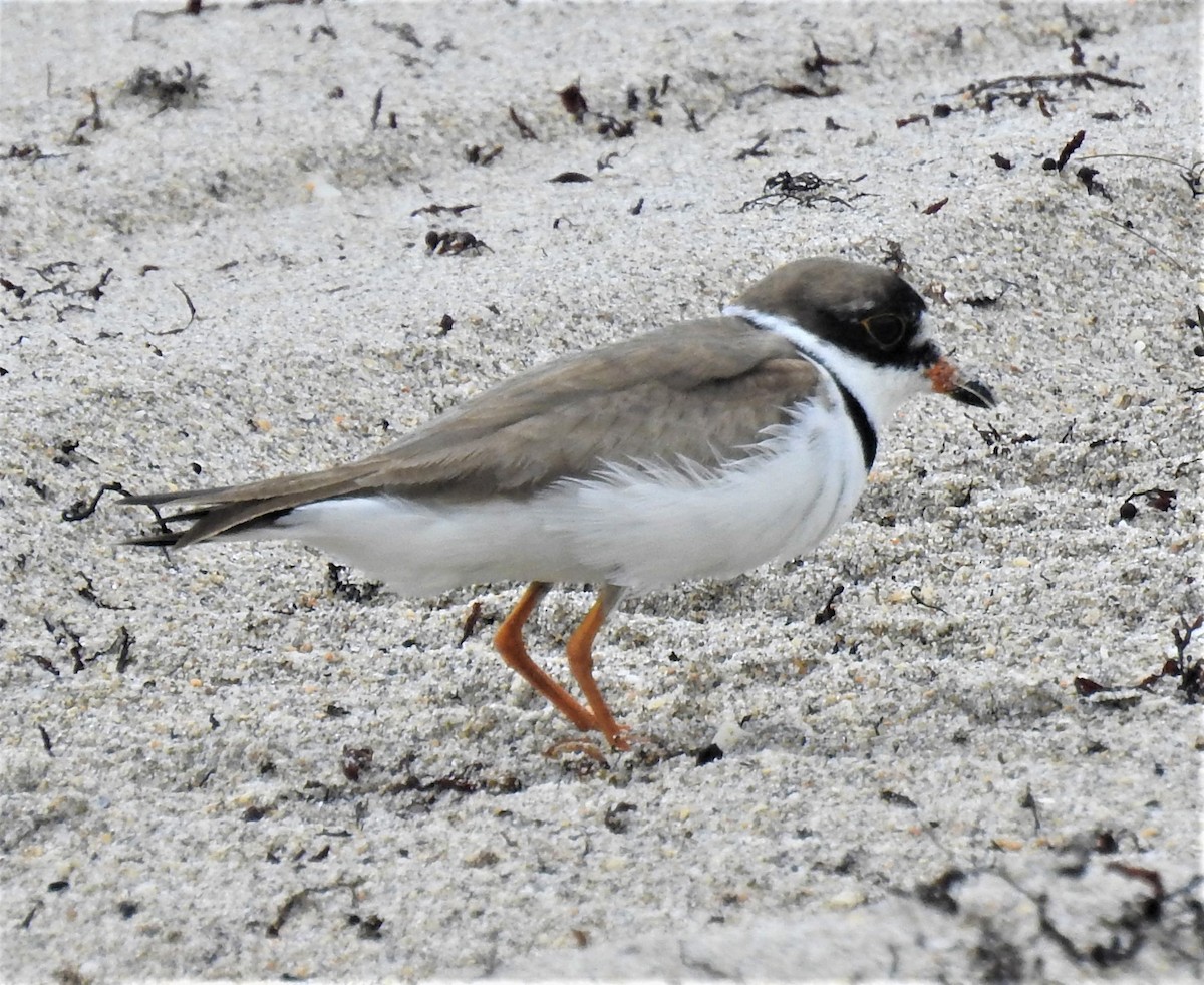 Semipalmated Plover - ML109352921