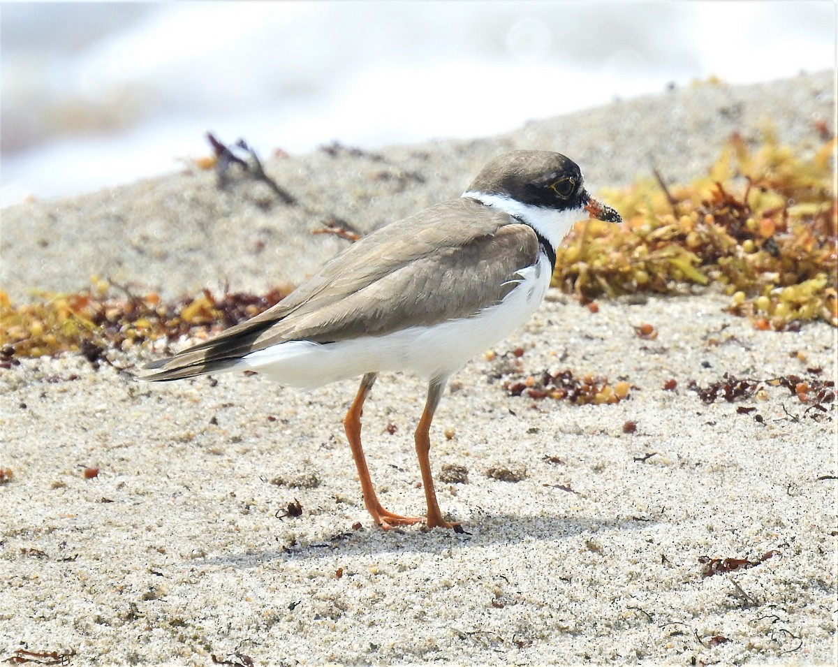 Semipalmated Plover - ML109352931